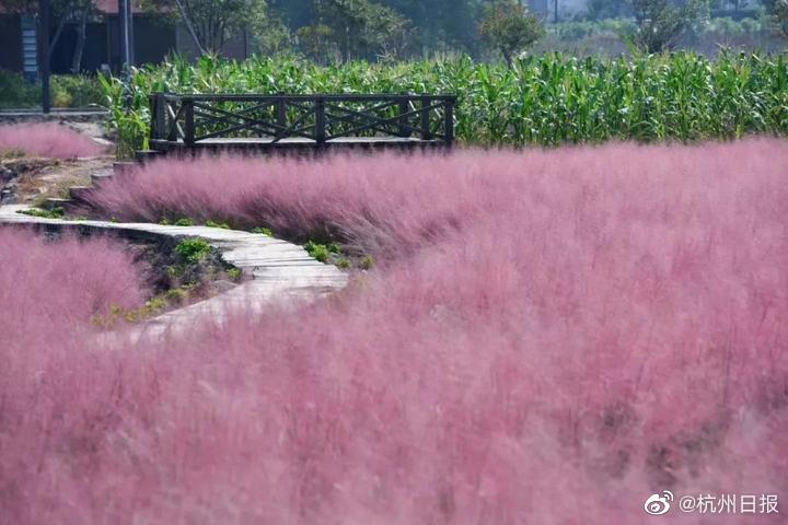 福建大菠萝导航