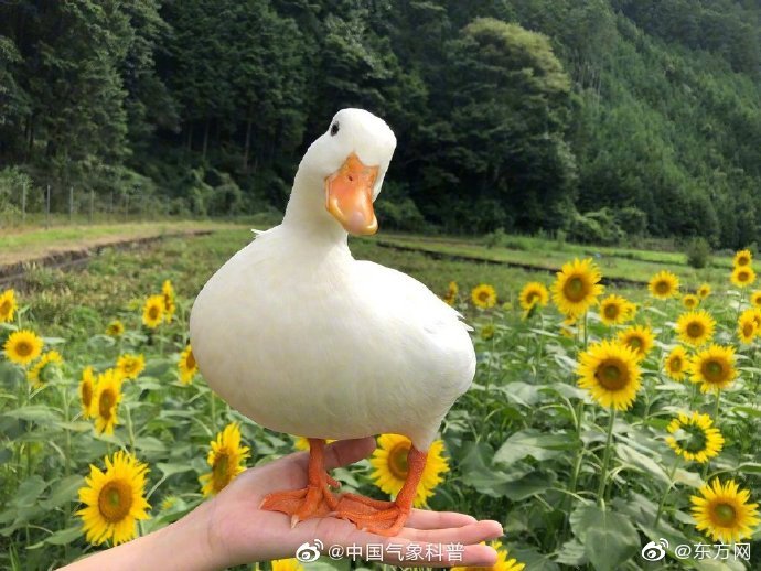 赖美云