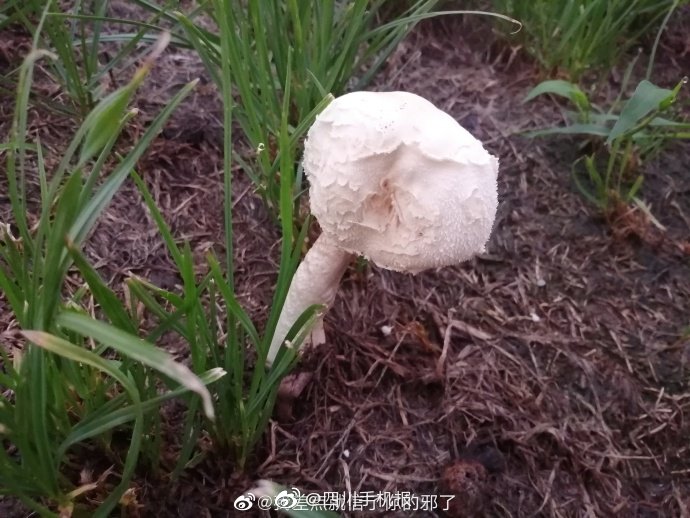 羽希月被黑人吃奶DsD585