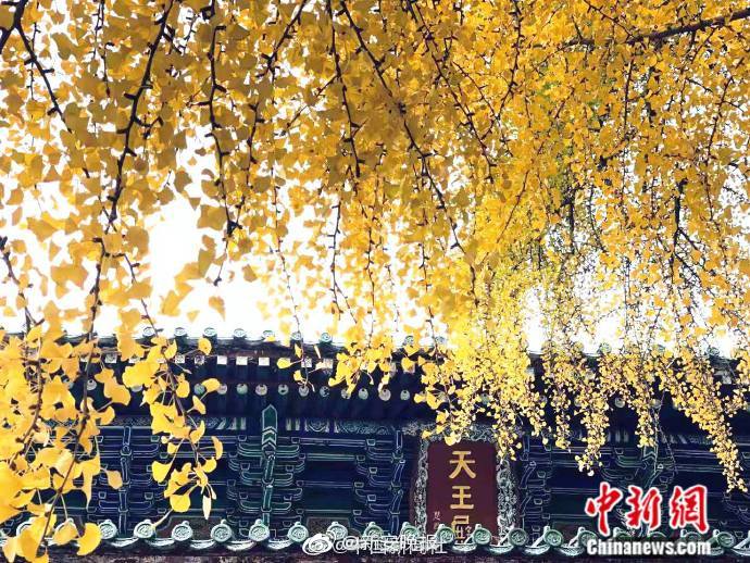 麻美由真