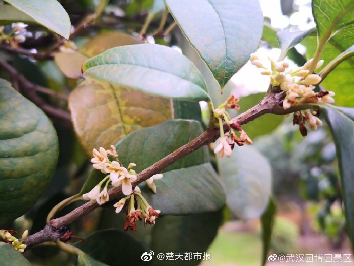 少妇扒开粉嫩小泬69Xx