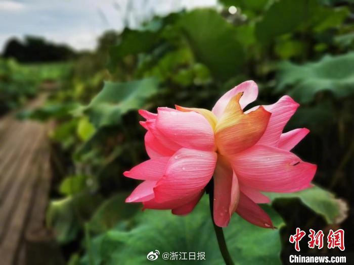 搓澡工喂客人吃J