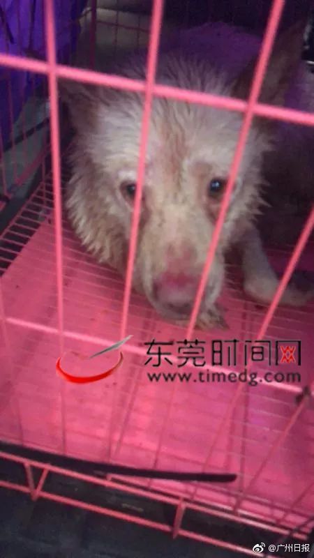 黄色片黄色的网站