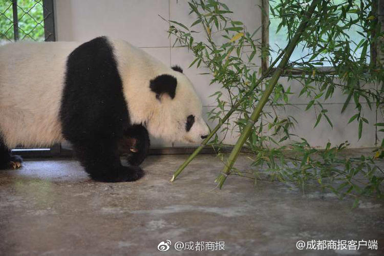 小诗的jianying日记