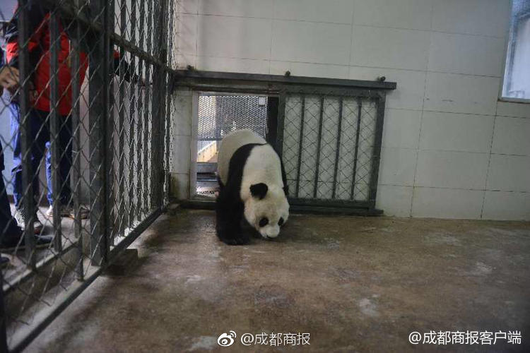 硬漢兄弟亮亮和包包