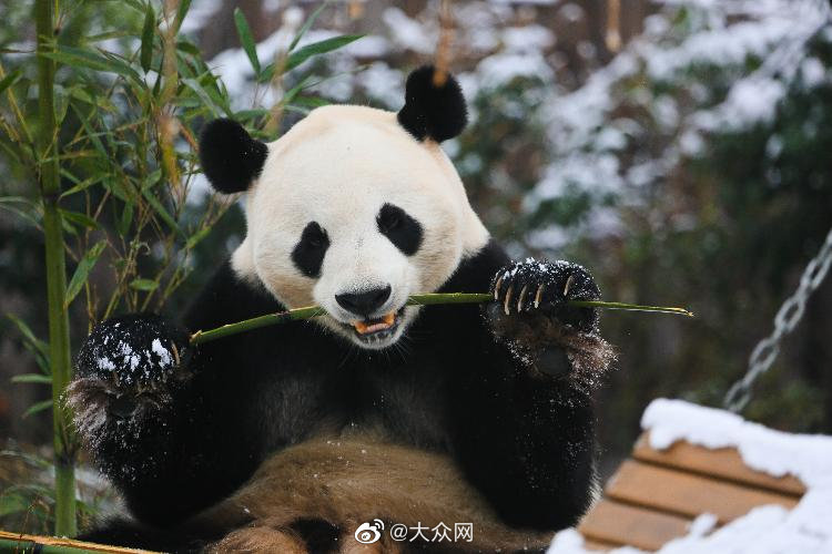 H片