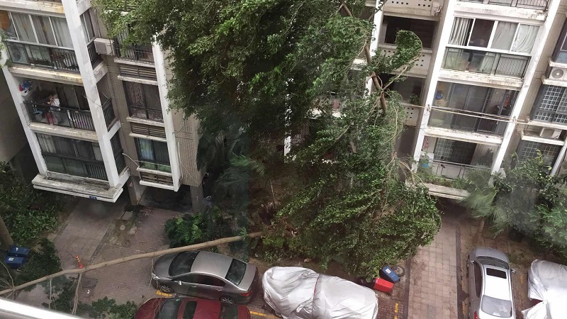 台灣辣妹