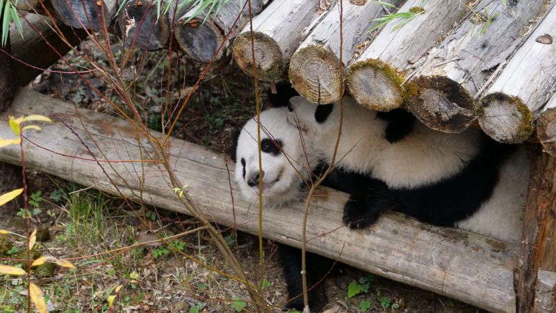 九幺旧版本