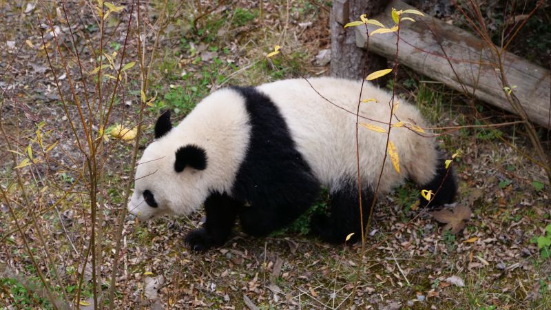 迅雷字体含糊的解决办法