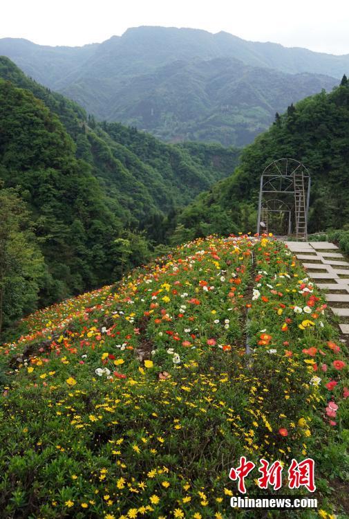 汶川建深山花谷  带动农民脱贫致富