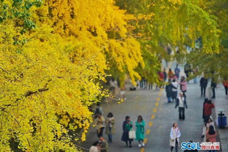 河北彩花