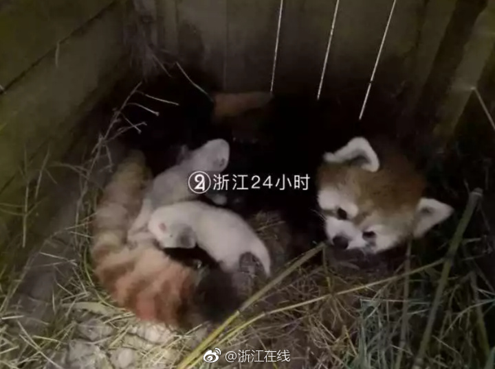 免费 色情 软件 下载