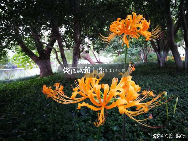 亚洲码铃木真夕在线观看