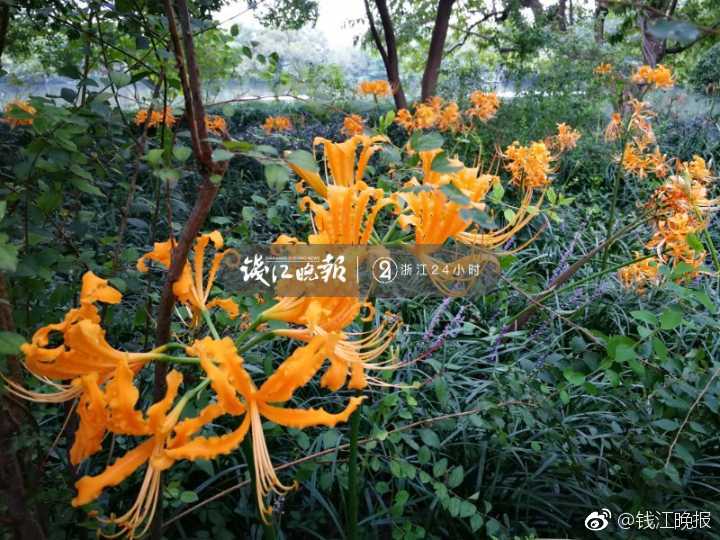 我要成名158分未减除是真做吗