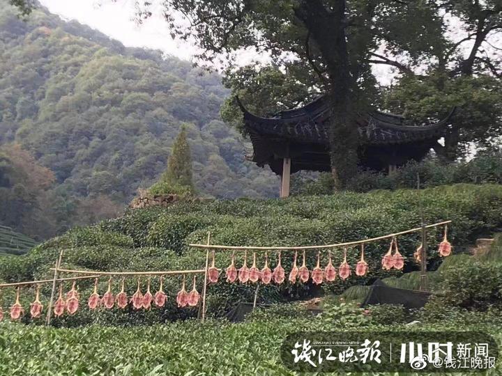国产一区二