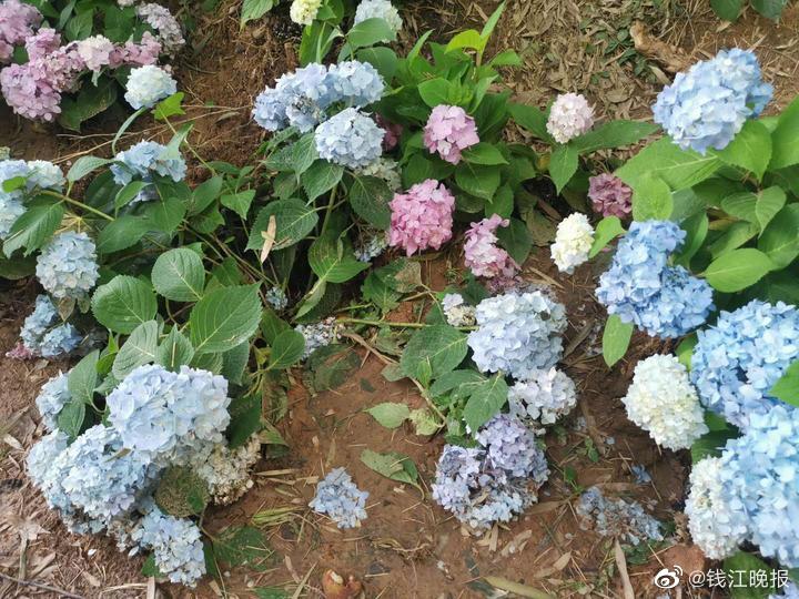无码很黄很暴力视频