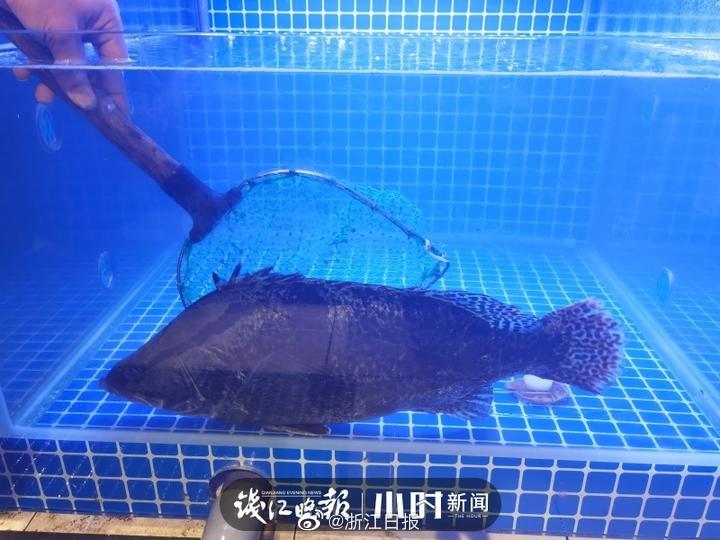 Freee性猛玩妓女