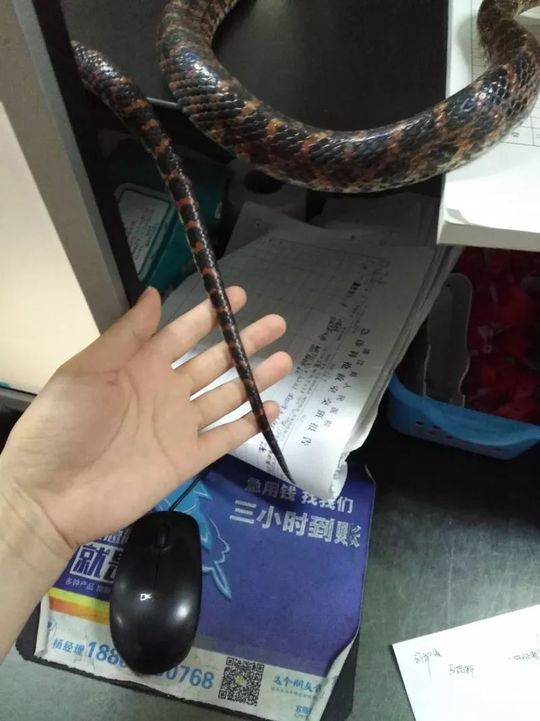 av一级片