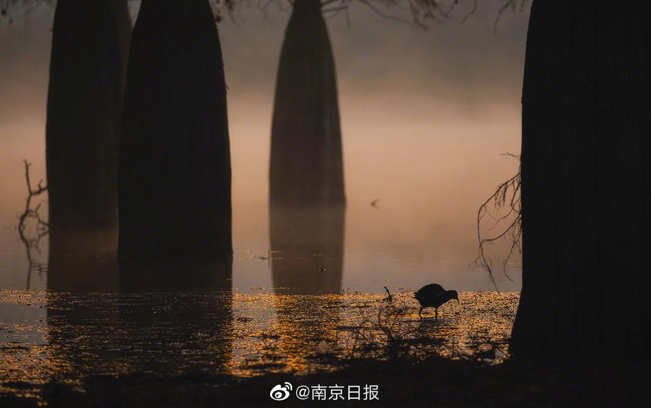 91 佛爷
