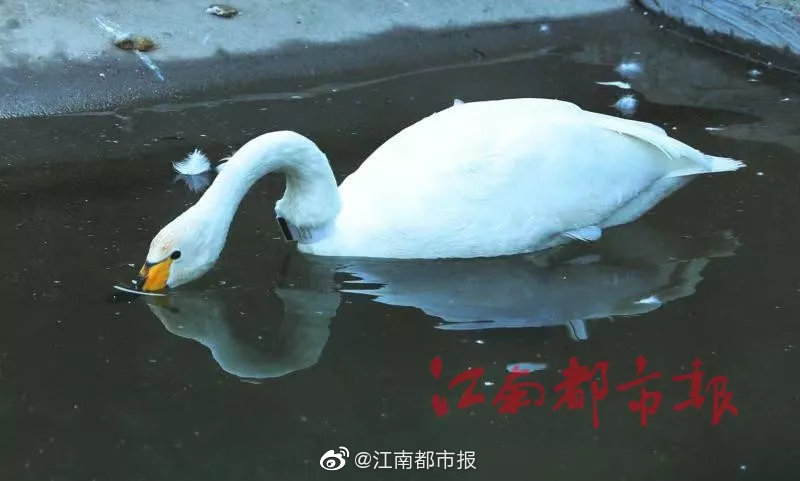 夏目響