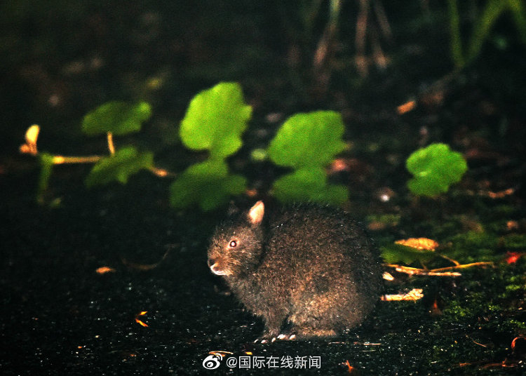 美女自慰高清免费