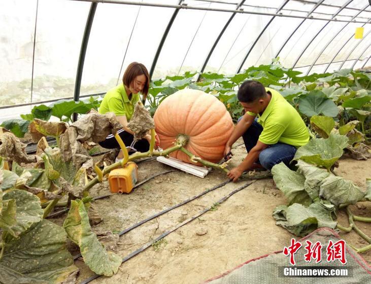 善良的女秘书