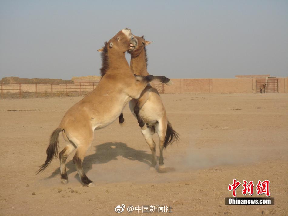 欧美黄色一线播出