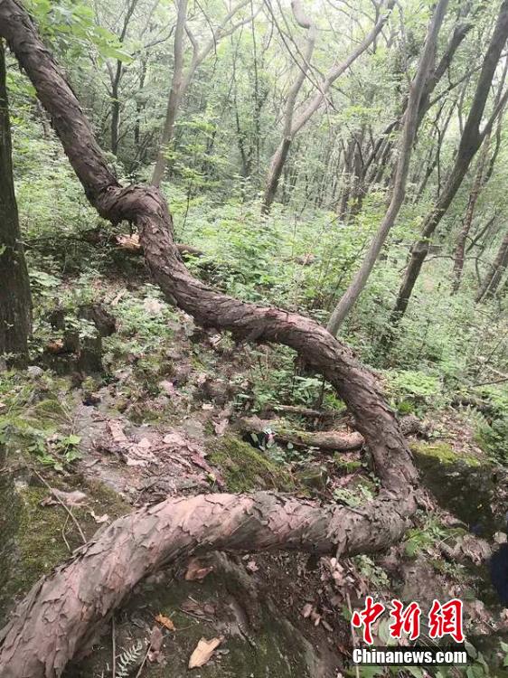 女體盛