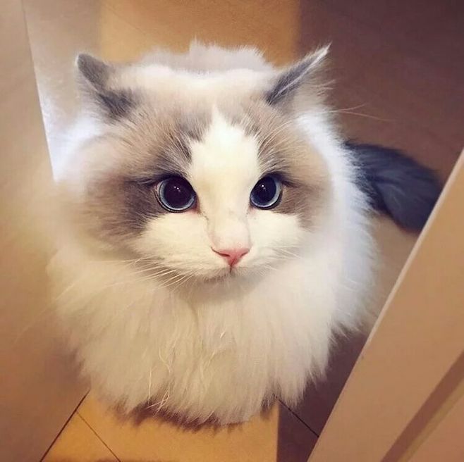 秀秀直播