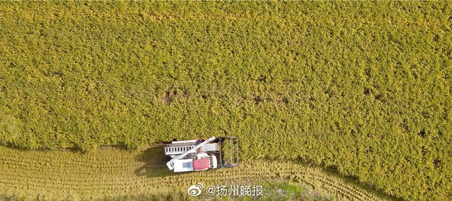 农民伯伯乡下妹国语2的背景故事