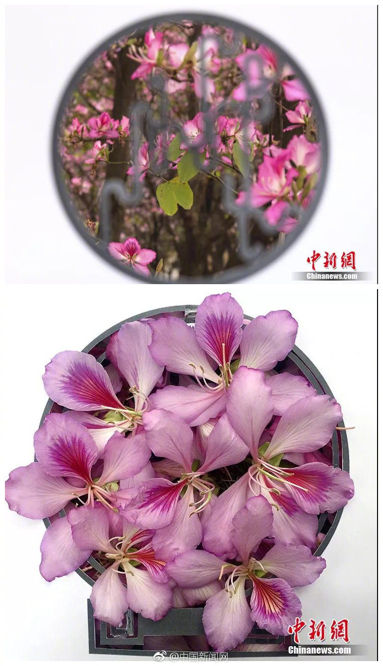 Wwm黄色片免费看