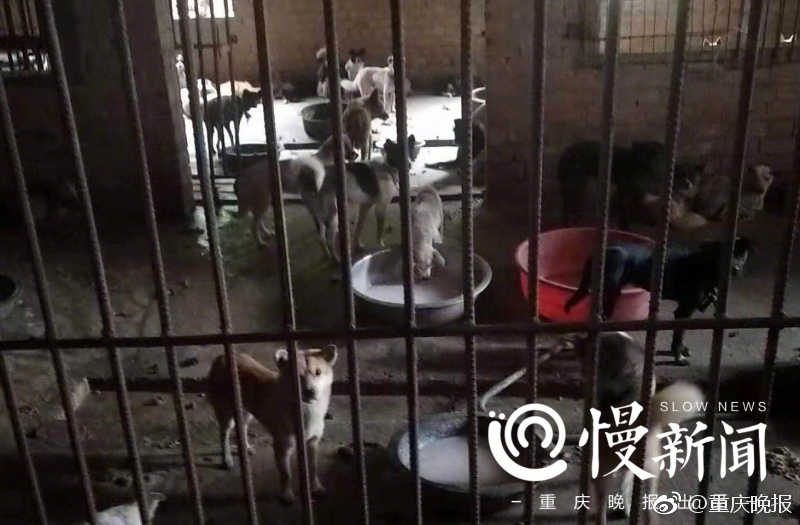狗场镇人口_抢狗后续 探秘狗场 卖狗人随身带铁钳