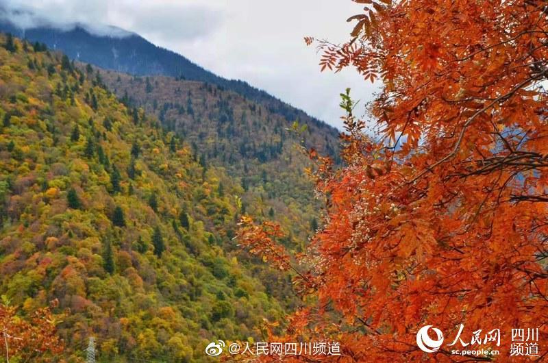 苏语棠美艳房东太太