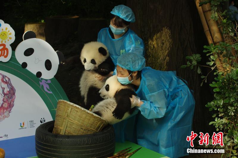 特级黄色视频在线观看