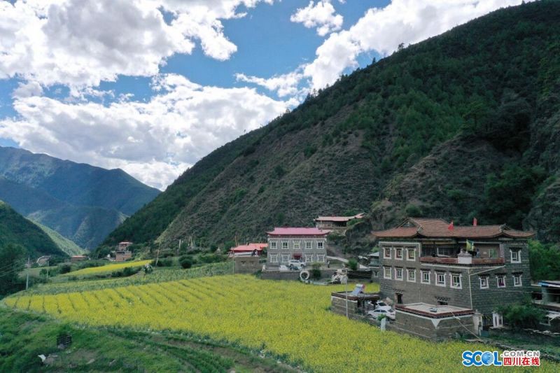 佳山三花