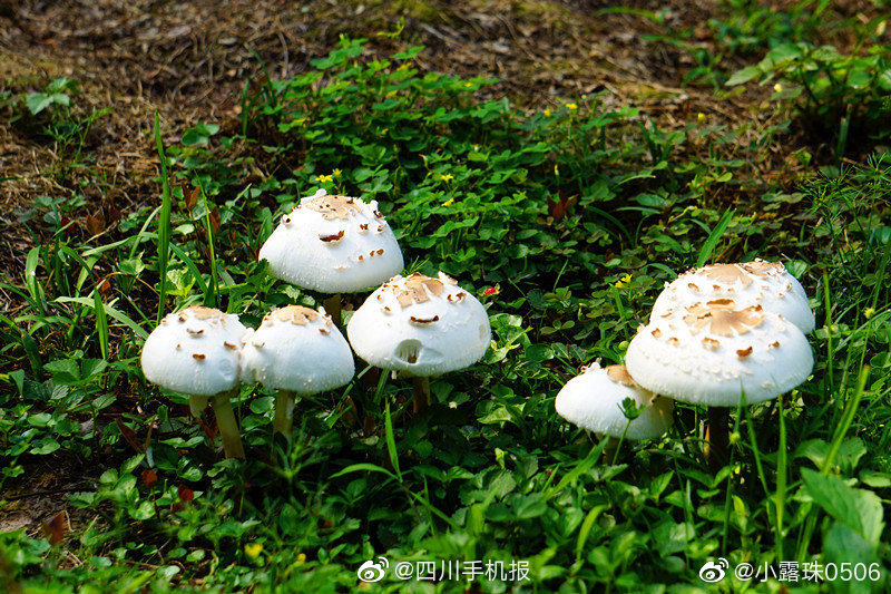 四虎影成人精品A片