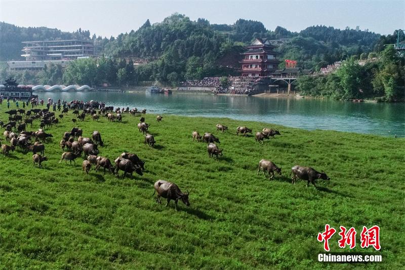 中国黄片免费看