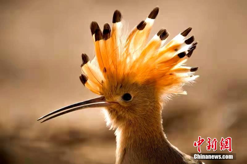 成 人 黄 色 网 站 播放 S色