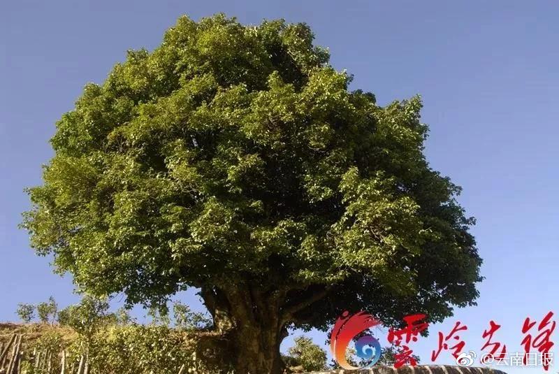 乱伦 欧美老妇熟乱
