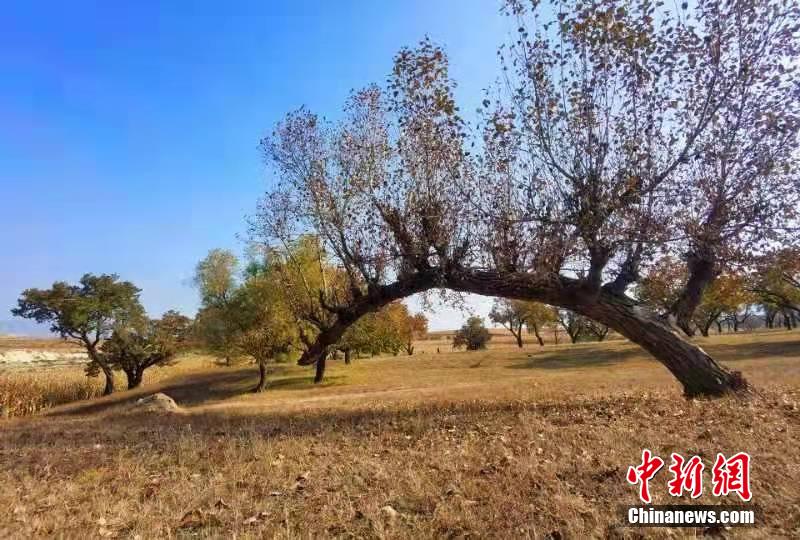 亚洲老女人Hd