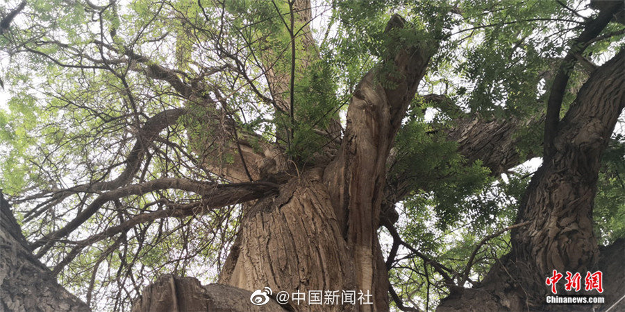 搡BBBB   搡BBB视频