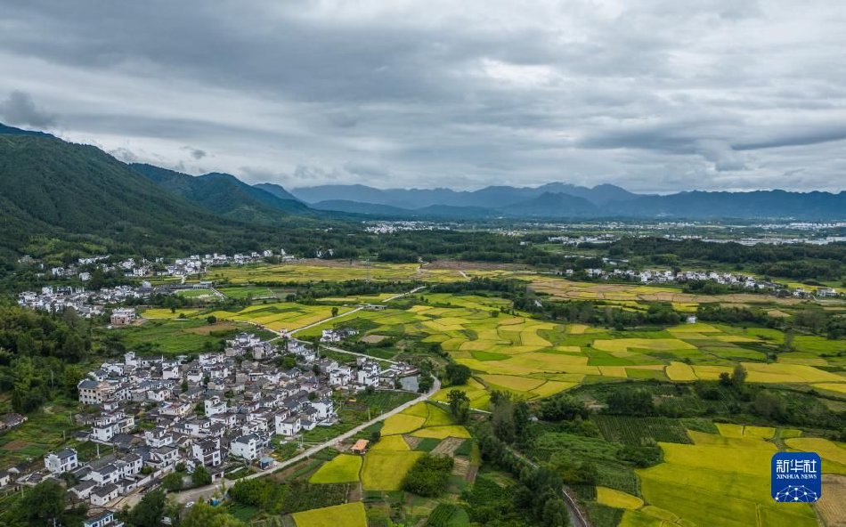 酷姬