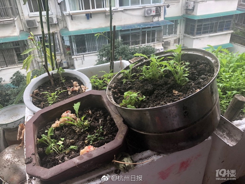 中国性老太Hd树林老少交