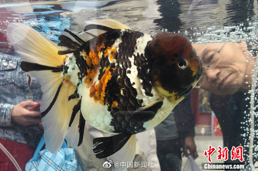 亚洲码铃木真夕在线观看