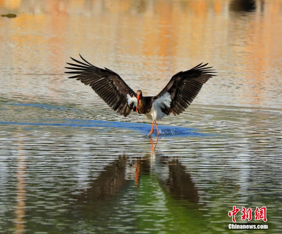 推油按摩性Av