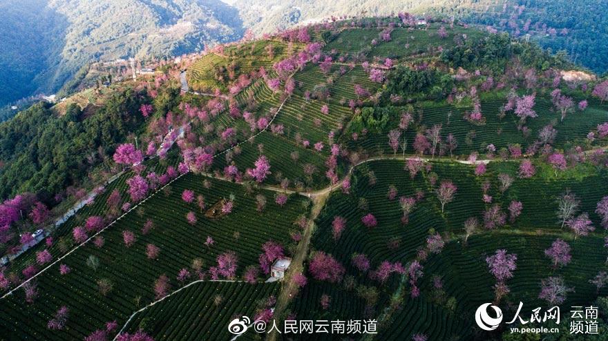 台灣本土三級片