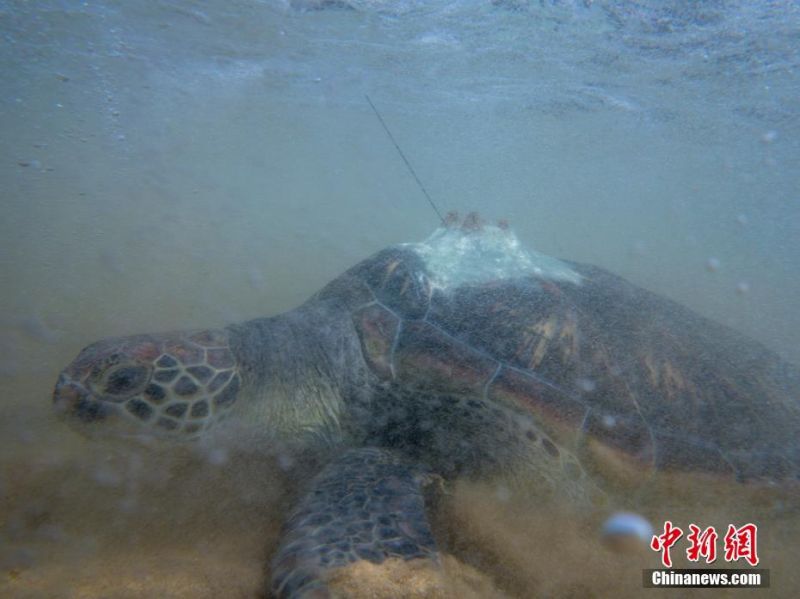 免费黄色三级片
