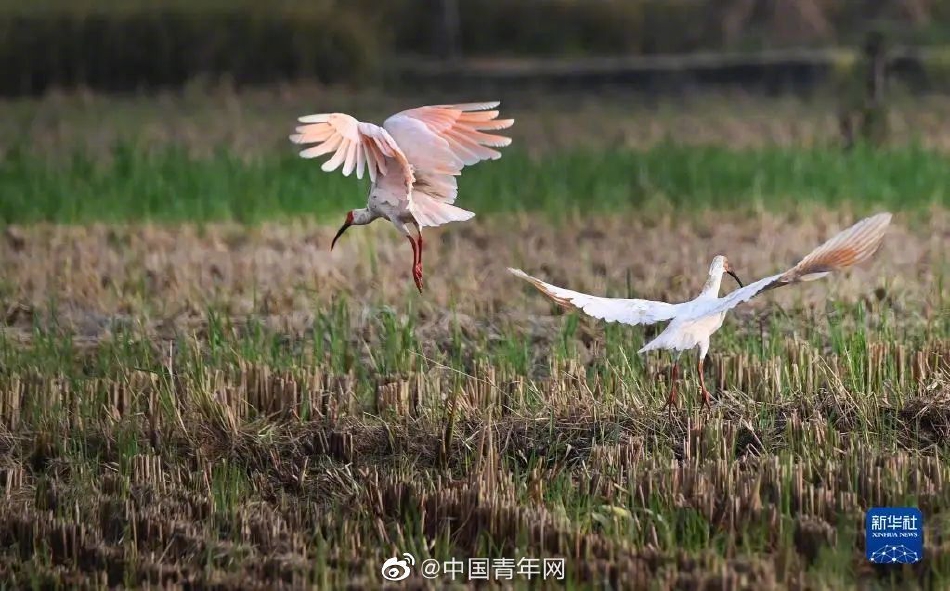 魅影直播