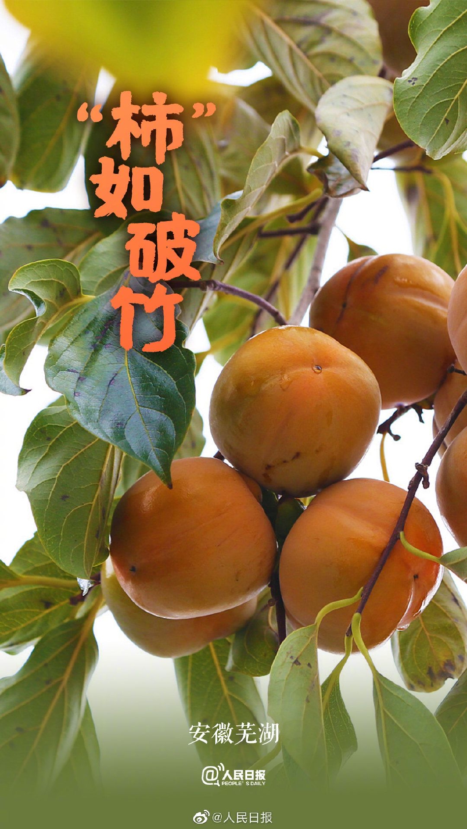 中國掰穴