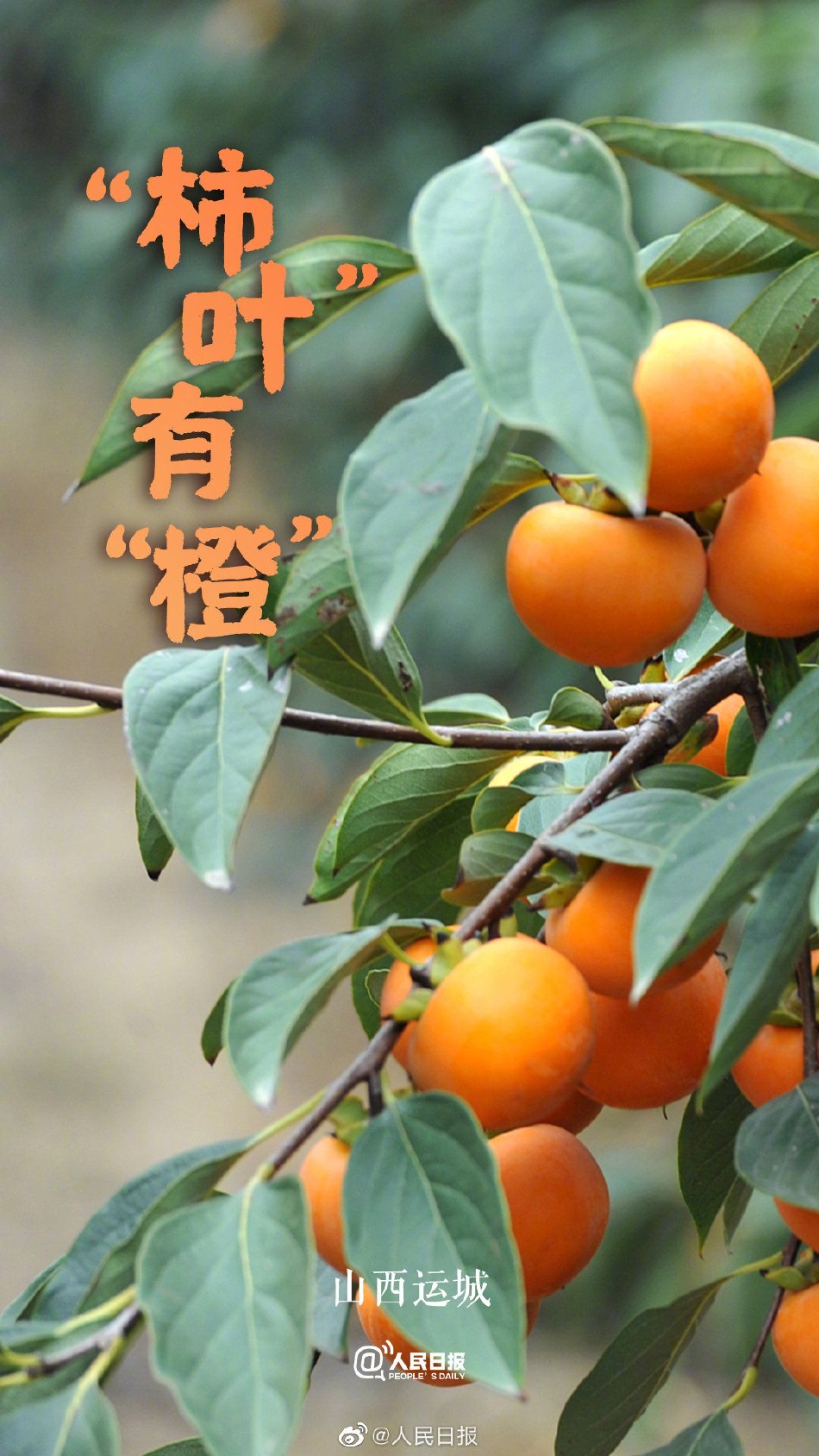 欧美一级黃色A片老牛69式